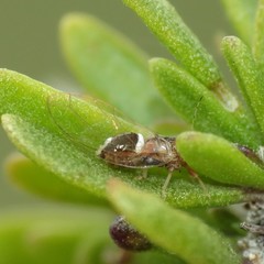 Bactericera dorsalis
