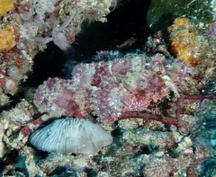 Scorpaenopsis oxycephalus