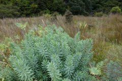 Euphorbia glauca