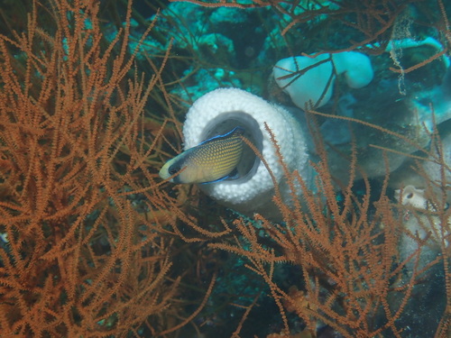 Manonichthys splendens