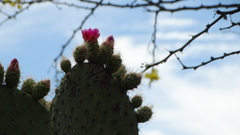Opuntia pilifera