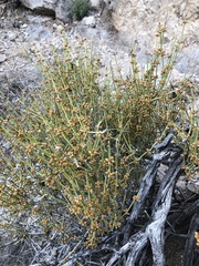 Ephedra torreyana