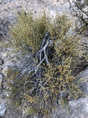 Ephedra torreyana
