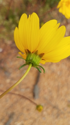 Tickseed
