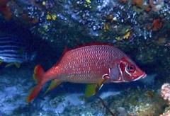 Sargocentron spiniferum