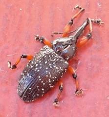 Heilipodus erythropus