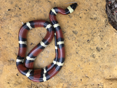 Lampropeltis annulata