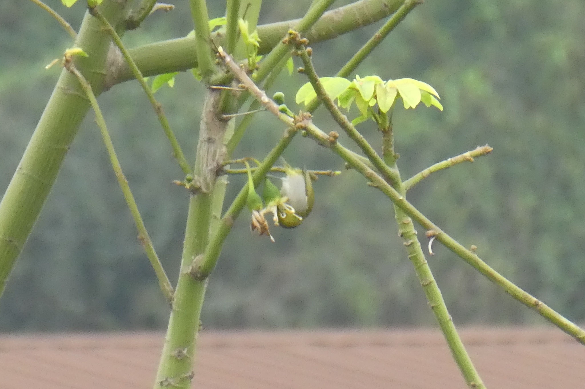 Swinhoe's White-eye