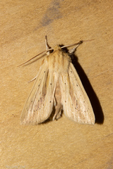 Ichneutica semivittata