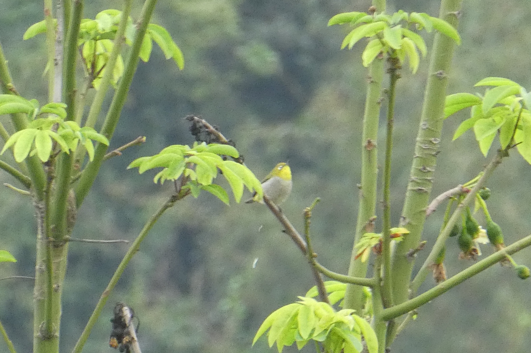 Swinhoe's White-eye