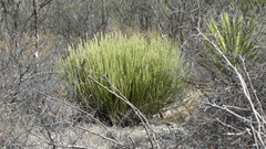 Euphorbia rossiana