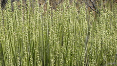 Euphorbia rossiana