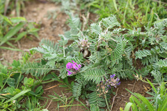 Oxytropis ruthenica