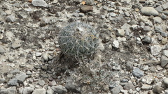 Coryphantha pallida