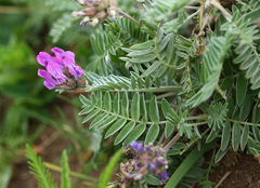 Oxytropis ruthenica