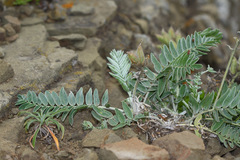 Oxytropis ruthenica