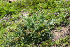 Oxytropis ruthenica