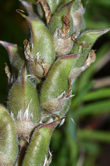 Oxytropis ruthenica