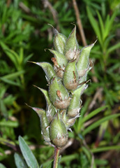 Oxytropis ruthenica