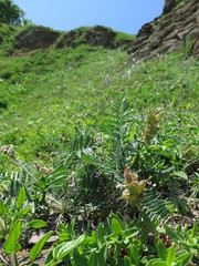 Oxytropis ruthenica