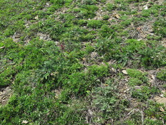 Oxytropis ruthenica
