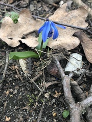 Scilla siberica