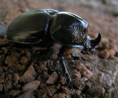 Haploscapanes barbarossa