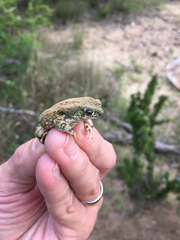Anaxyrus debilis