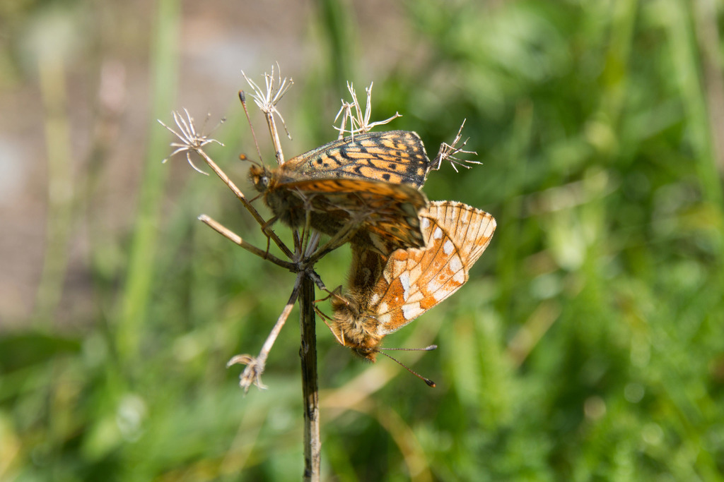 Boloria altaica