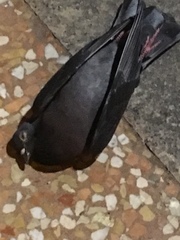 Columba livia domestica