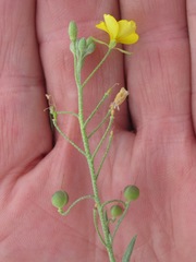 Physaria argyraea