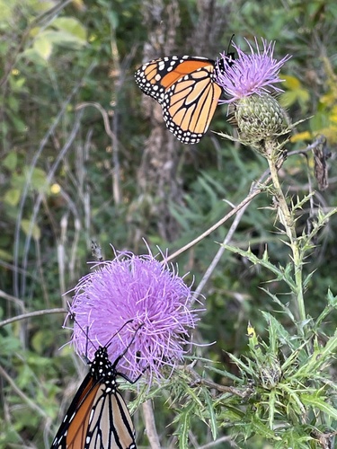 Monarch photographed in Kentucky