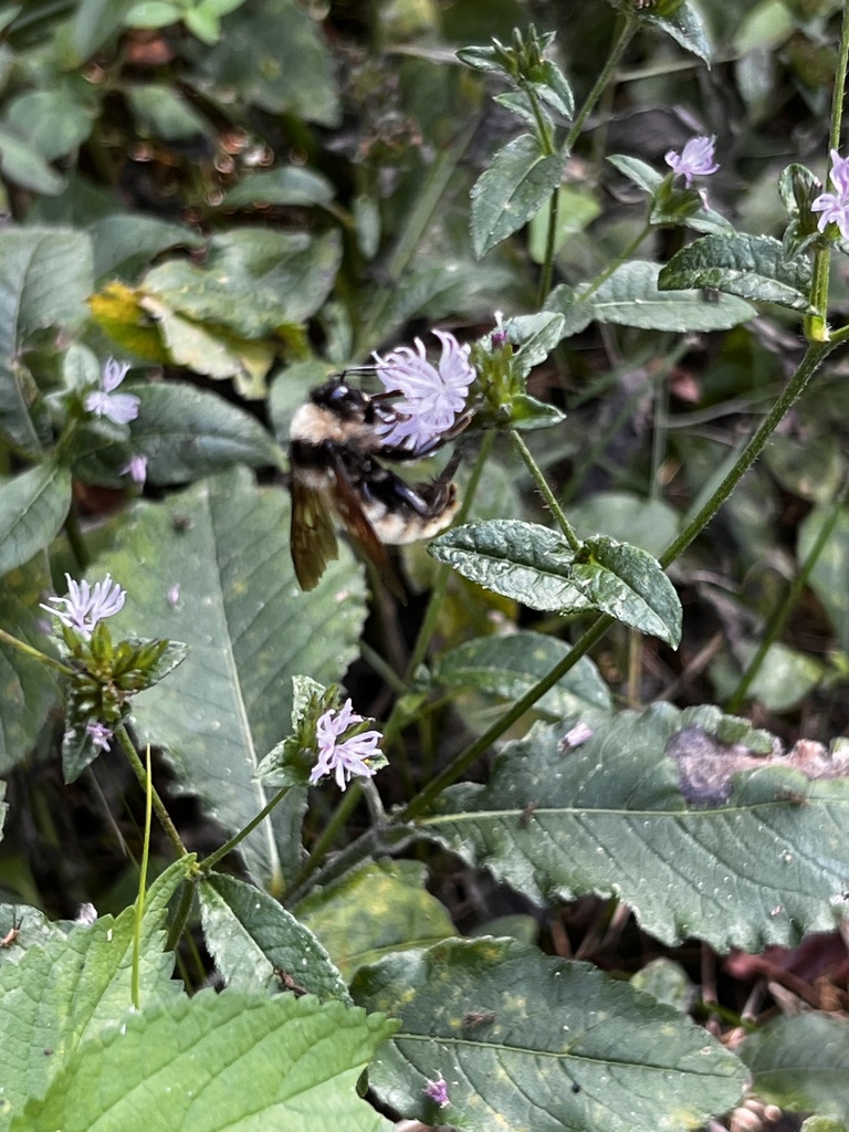 American Bumble Bee From Moselle MS US On October 3 2023 At 02 45 PM american-bumble-bee-from-moselle-ms-us-on-october-3-2023-at-02-45-pm