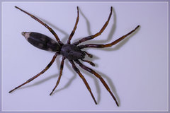Lampona cylindrata