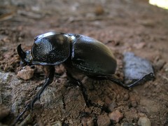 Haploscapanes barbarossa