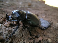 Haploscapanes barbarossa