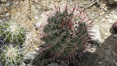 Ferocactus recurvus recurvus