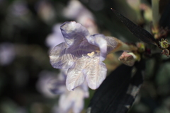 Strobilanthes anisophyllus