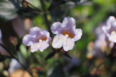 Strobilanthes anisophyllus