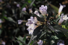 Strobilanthes anisophyllus