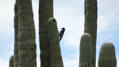 Melanerpes hypopolius