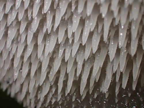 Toothed Jelly Fungus