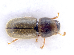 Sulcacis bidentulus