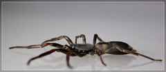 Lampona cylindrata