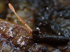 Ophiocordycipitaceae