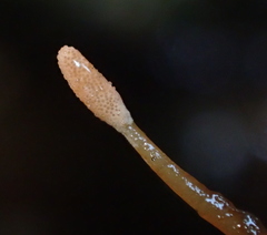 Ophiocordycipitaceae