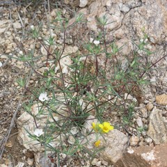 Linanthus bigelovii