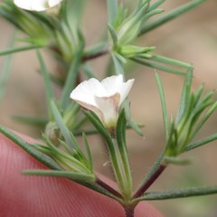 Linanthus bigelovii