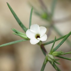 Linanthus bigelovii