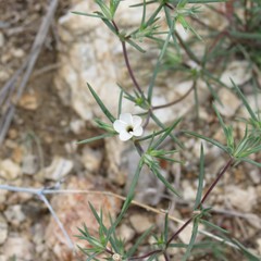 Linanthus bigelovii
